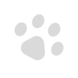 Pfote